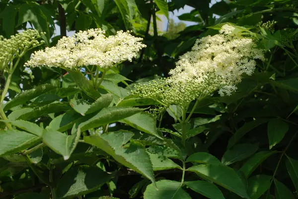 Yaygın dağ külleri (Sorbus aucuparia)