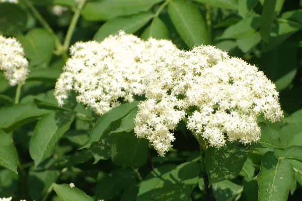 Yaygın dağ külleri (Sorbus aucuparia)