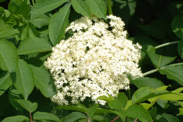 Yaygın dağ külleri (Sorbus aucuparia)