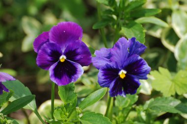 Üç renkli menekşe, vahşi nonoş (Viola üç renkli L.) 