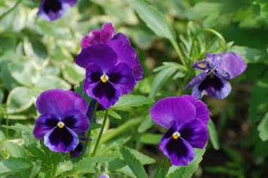 Üç renkli menekşe, vahşi nonoş (Viola üç renkli L.) 