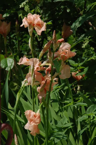 Horozlar veya irisler (Latin Iris) 