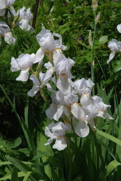 Horozlar veya irisler (Latin Iris) 