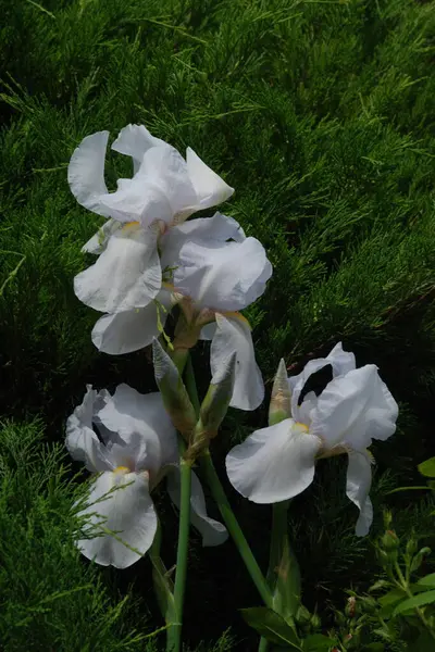 Horozlar veya irisler (Latin Iris) 
