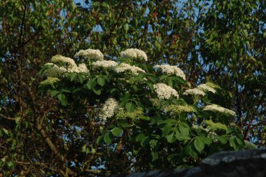 Yaygın dağ külleri (Sorbus aucuparia)