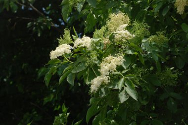Yaygın dağ külleri (Sorbus aucuparia)