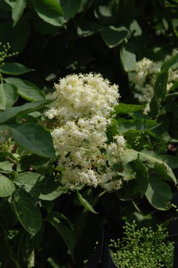 Yaygın dağ külleri (Sorbus aucuparia)