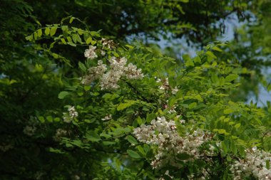 Acacia (Acacia), baklagiller familyasından bir bitki cinsidir..