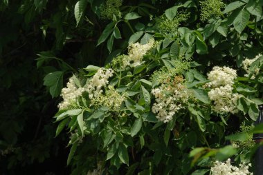 Yaygın dağ külleri (Sorbus aucuparia)