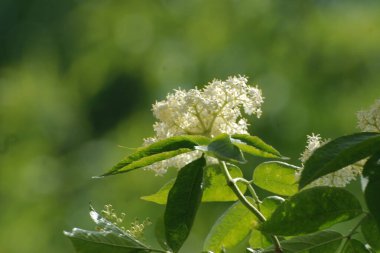 Yaygın dağ külleri (Sorbus aucuparia)
