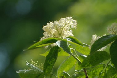 Yaygın dağ külleri (Sorbus aucuparia)