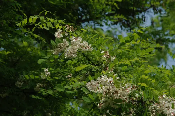 Acacia (Acacia), baklagiller familyasından bir bitki cinsidir..