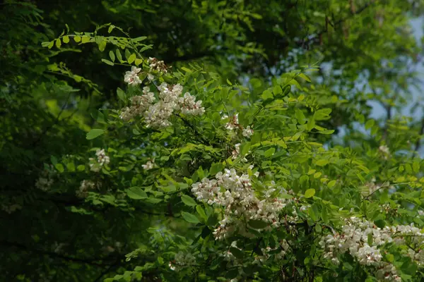 Acacia (Acacia), baklagiller familyasından bir bitki cinsidir..