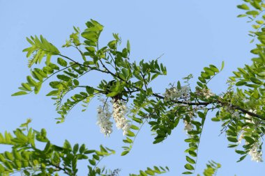 Acacia (Acacia), baklagiller familyasından bir bitki cinsidir..