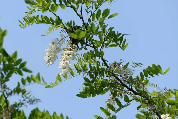 Acacia (Acacia), baklagiller familyasından bir bitki cinsidir..