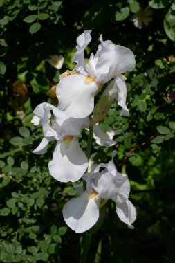 Horozlar veya irisler (Latin Iris) 