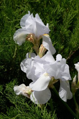 Horozlar veya irisler (Latin Iris) 