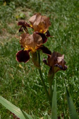 Horozlar veya irisler (Latin Iris) 