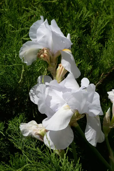 Horozlar veya irisler (Latin Iris) 