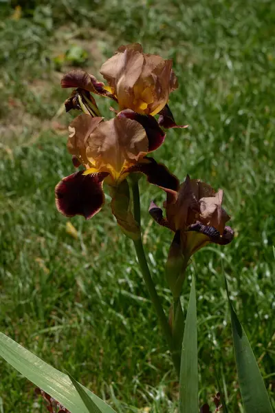 Horozlar veya irisler (Latin Iris) 