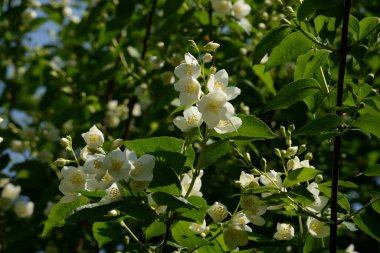 Yasmin, yasmin, yasmyn (eskimiş), zeytin familyasından bir bitki türü. Alaycı portakal (lat. Hughdelphus coronarius)