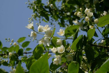 Yasmin, yasmin, yasmyn (eskimiş), zeytin familyasından bir bitki türü. Alaycı portakal (lat. Hughdelphus coronarius)