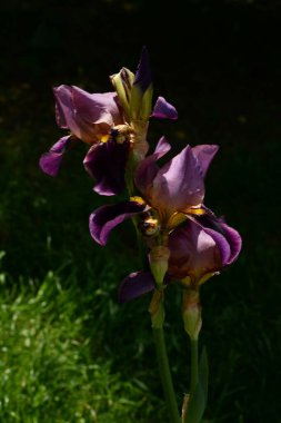 Horozlar veya irisler (Latin Iris) 