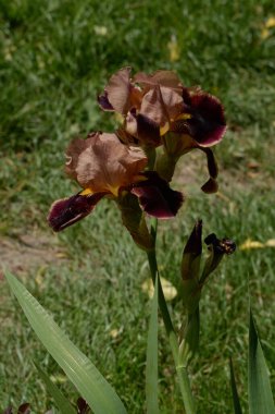 Horozlar veya irisler (Latin Iris) 