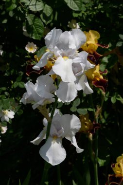 Horozlar veya irisler (Latin Iris) 