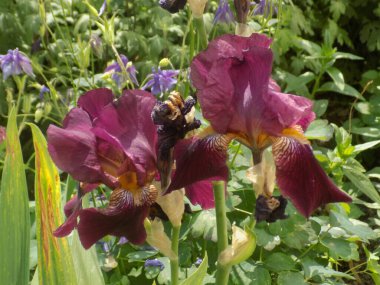 Horozlar veya irisler (Latin Iris)          