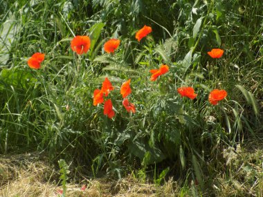 Oriental haşhaş (gelincik orientale)           