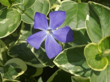 Periwinkle (lat. Vnca, Apocynaceae familyasından sürünen bir bitki cinsidir..          