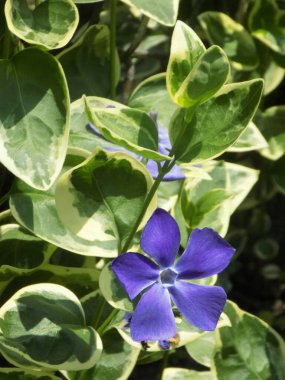 Periwinkle (lat. Vnca, Apocynaceae familyasından sürünen bir bitki cinsidir..          