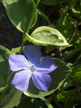 Periwinkle (lat. Vnca, Apocynaceae familyasından sürünen bir bitki cinsidir..          