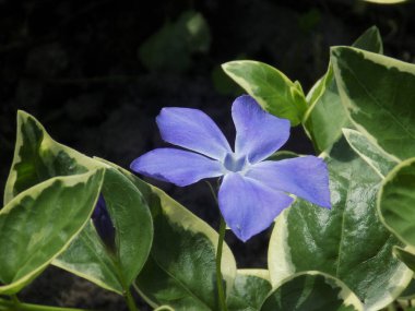 Periwinkle (lat. Vnca, Apocynaceae familyasından sürünen bir bitki cinsidir..          