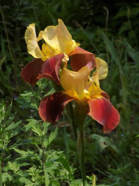 Horozlar veya irisler (Latin Iris)           