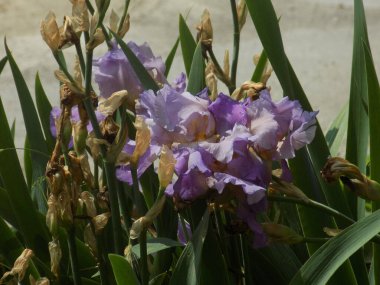 Horozlar veya irisler (Latin Iris)           