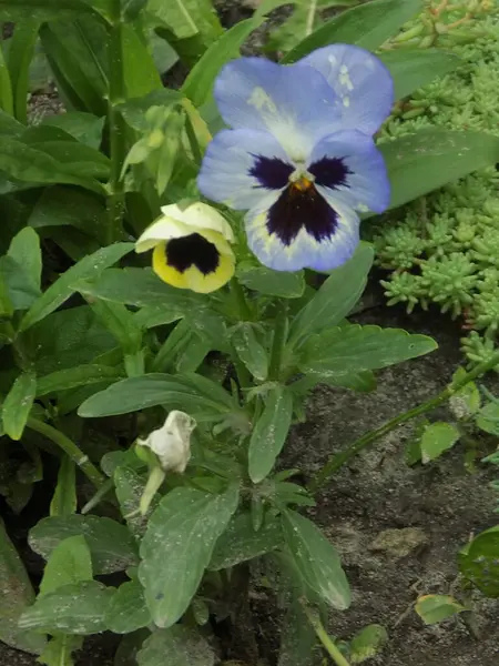 Üç renkli menekşe, vahşi nonoş (Viola üç renkli L.)           