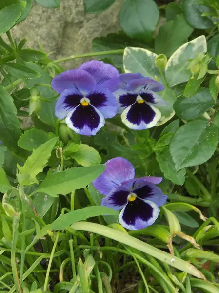 Üç renkli menekşe, vahşi nonoş (Viola üç renkli L.)           