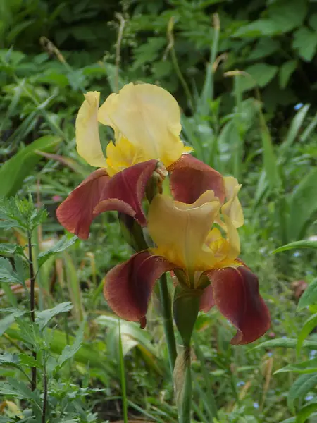 Horozlar veya irisler (Latin Iris)           