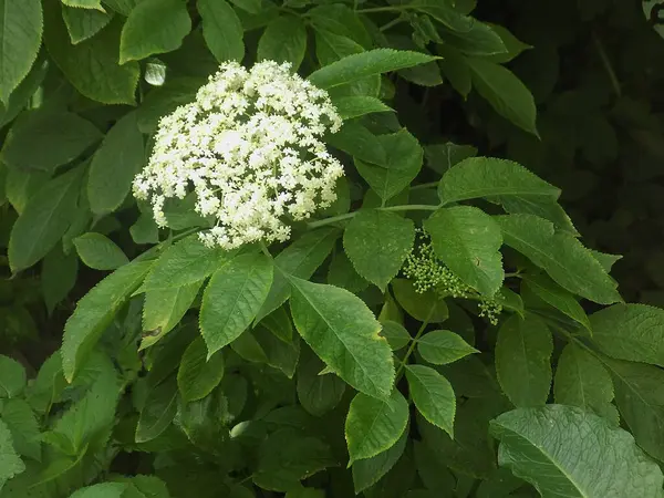Yaygın dağ külleri (Sorbus aucuparia)          