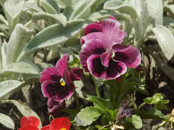 Üç renkli menekşe, vahşi nonoş (Viola üç renkli L.)           