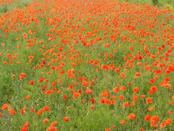 Oriental haşhaş (gelincik orientale)           