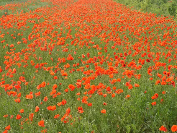 Oriental haşhaş (gelincik orientale)           