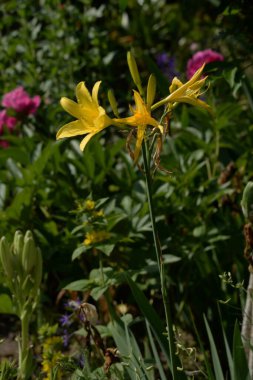 Lily (Lilium, Ukraynalı halk ismi Lily) 