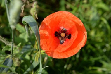 Oriental haşhaş (gelincik orientale) 