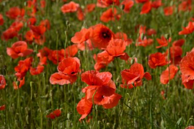 Oriental haşhaş (gelincik orientale) 