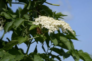 Yaygın dağ külleri (Sorbus aucuparia) 