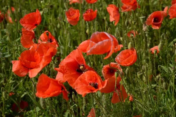 Oriental haşhaş (gelincik orientale) 