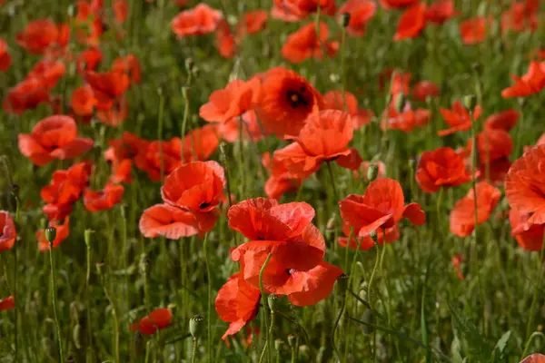 Oriental haşhaş (gelincik orientale) 